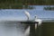 Mute Swan meets Great White Egret on the Somerset Levels