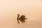 Mute swan in morning mist
