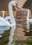 Mute swan on the Moselle in the town of Wasserbillig on the border between Luxembourg and Germany