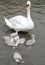 Mute Swan mother watching closely on her 6 cygnet while they try to feed on bread flakes