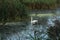 Mute Swan On Nature Reserve- Somerset, UK