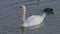 Mute Swan with Neck Collar