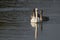 Mute Swan with offspring on. lake in Somerset, England