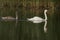 Mute Swan with offspring on. lake in Somerset, England