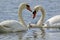 Mute Swan Pair with necks making a heart shape with one cygnet