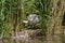 Mute swan parenting the young cygnets