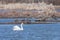 Mute Swan in a Peaceful Float