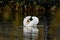 Mute swan on a pond