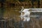 Mute swan on a pond