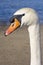 Mute Swan portrait