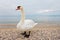 Mute Swan portrait at shore of lake, evening mood