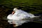 Mute swan preening