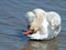 Mute Swan Preening