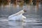 Mute swan preening feathers