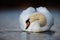 Mute Swan Preening with Feathers Up