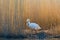 Mute swan preening itself