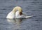 Mute swan preening on a lake