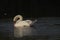 Mute Swan preening on a lake in Somerset, England