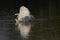 Mute Swan preening on a lake in Somerset, England