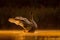 Mute swan preparing for flight at sunset, beautiful orange scenery