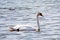 The mute swan on the Ptuj lake