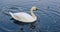 Mute Swan pulling and sorting grass,debris.