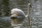 A Mute Swan refected in the water of a gently rippled lake