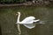 Mute swan reflecting on glassy river