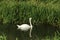 Mute Swan With Reflection