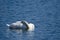 Mute swan resting.