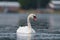 Mute swan resting on lake