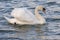 A mute swan on the River Itchen