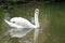 Mute Swan, River Thames