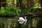 Mute Swan on River with Woodland
