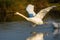 Mute swan running on water