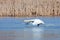 A mute swan Runs across water