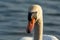 Mute swan's head illuminated by the sun