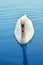 Mute Swan said most beautiful regal bird