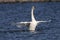 Mute Swan showing off