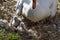 A Mute Swan signets on the nest