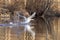 Mute swan slapping along surface of river during takeoff