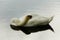 Mute Swan Sleeping On The Water