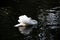 A mute swan is slowly gliding by on the black water while expanding its white wings