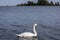 Mute swan on Sobieszewo Island, Poland