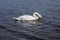 Mute swan on Sobieszewo Island, Poland