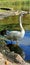 The mute swan is a species of swan and a member of the waterfowl family Anatidae