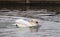 Mute swan speeding across lake