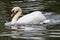 Mute swan speeding through the water