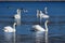 Mute swan in spring in a pond