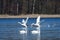 Mute swan in spring in a pond